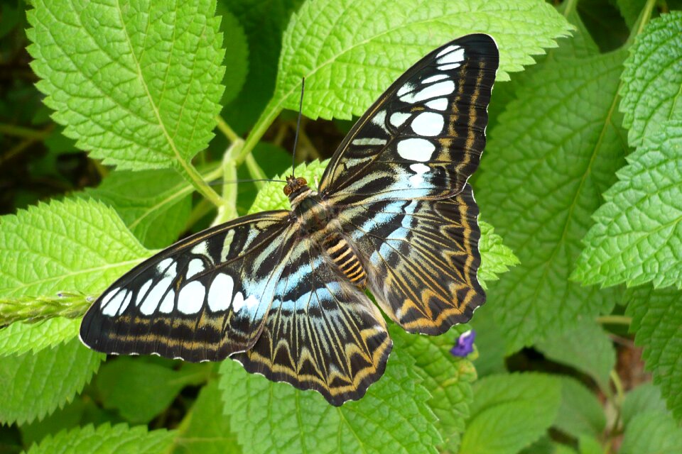 Wing nature close up