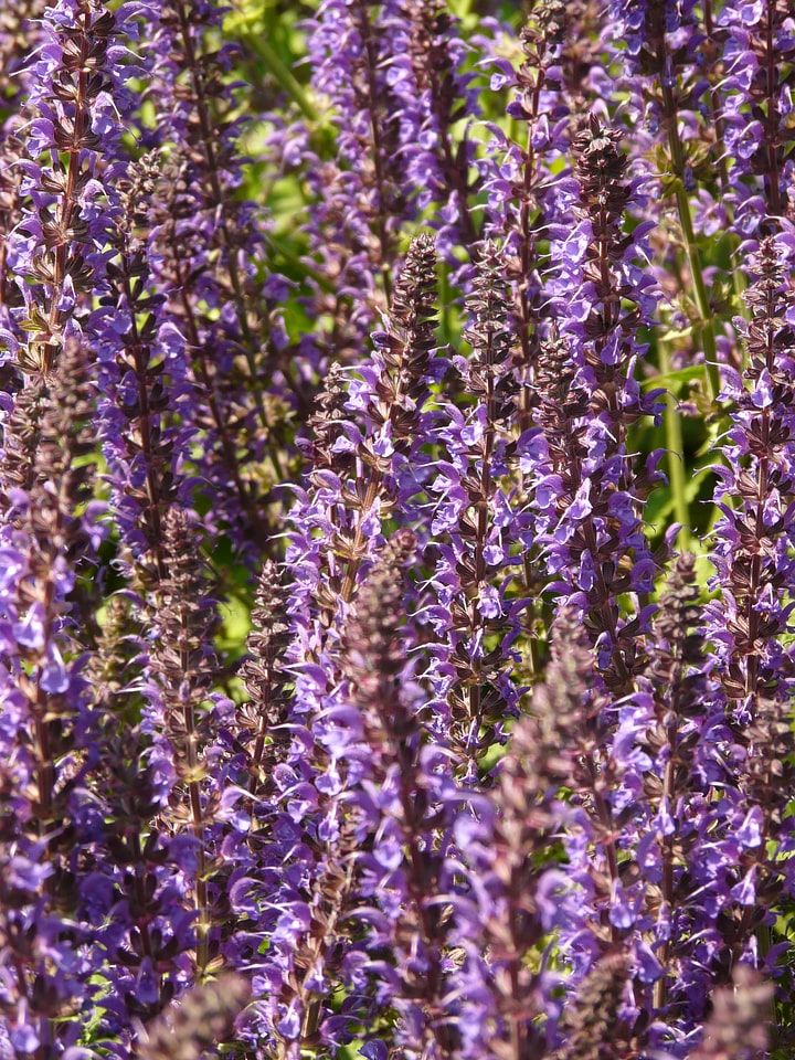 Wild sage sage plant