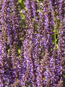 Wild sage sage plant