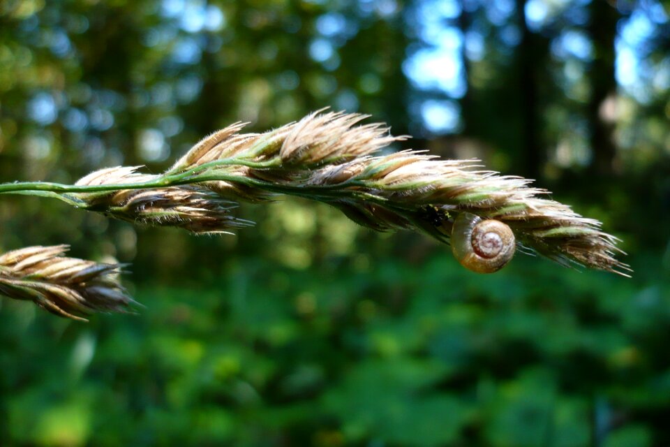 Plant grass animal