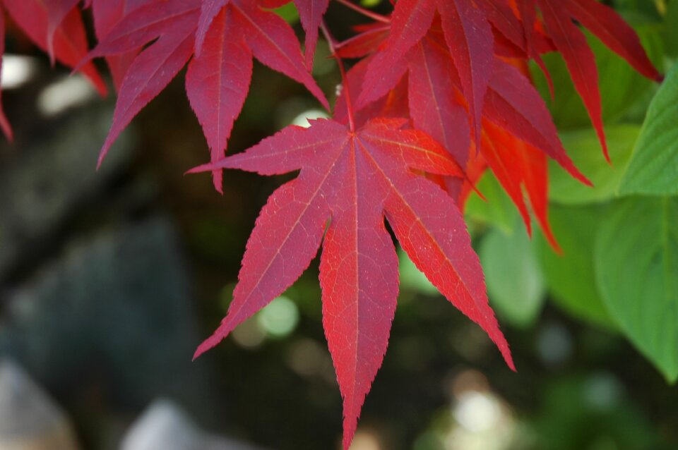 Plant color bright