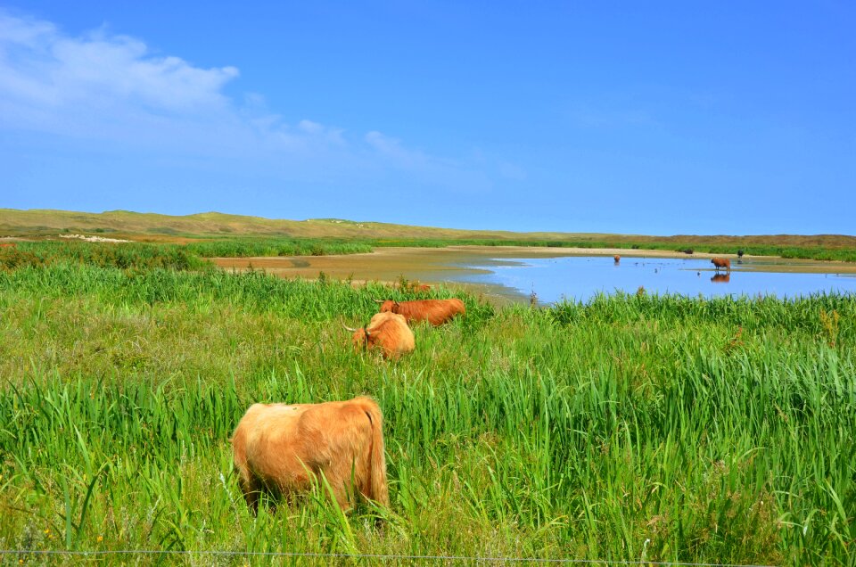 Landscape cow cattle