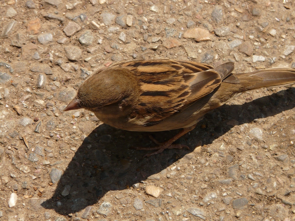 Sparrow bird animal