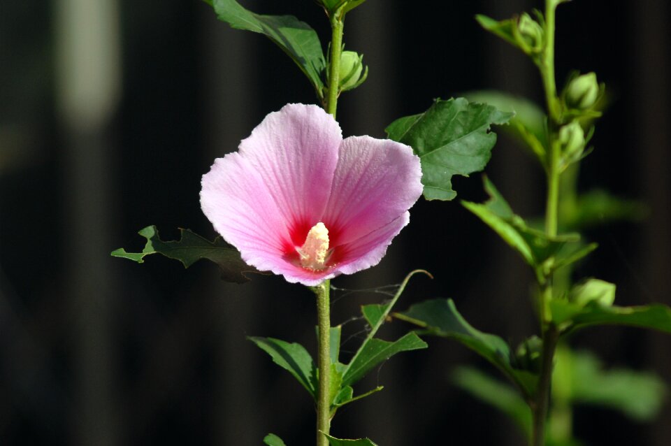 Hollyhock pink flowers