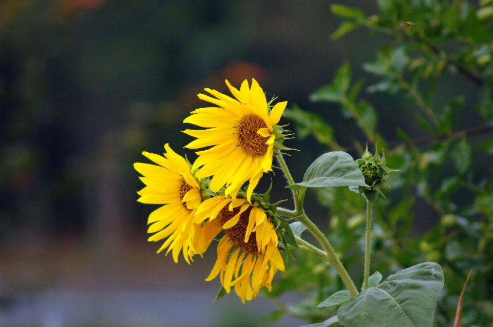 Sunflower yellow green