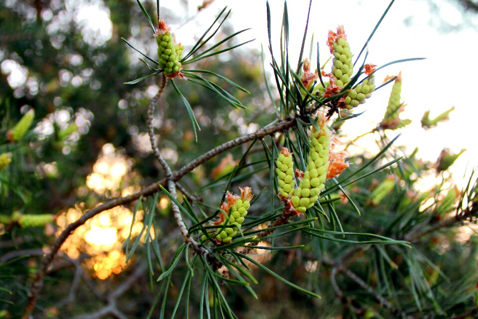 Branch sheet outdoors