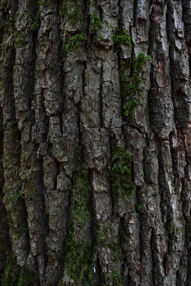 Background nature tribe