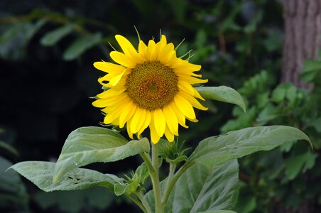 Sunflower wind yellow photo