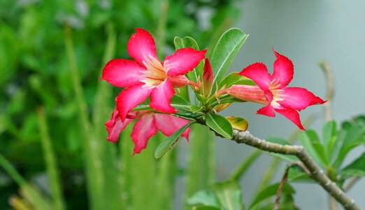 Flower flora leaf