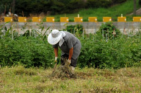 Field days straw hat