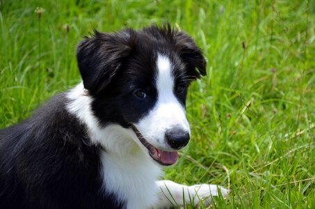 Border collie purebred dog pet