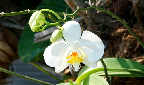Nature flora flower