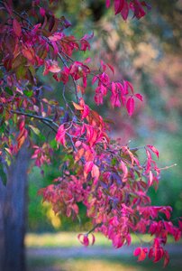 Mood fall color nature