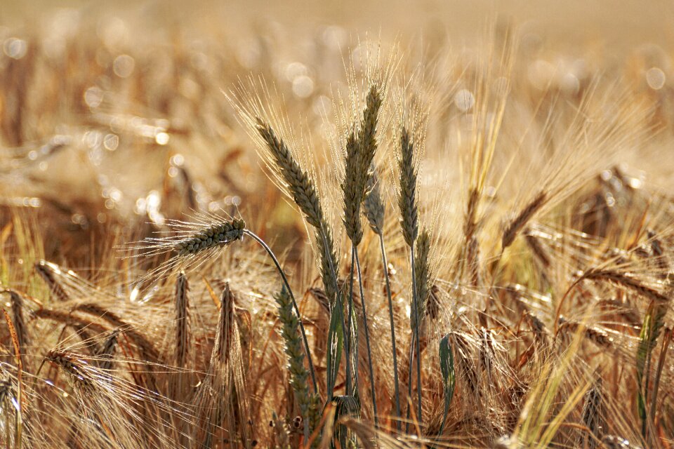 Cornfield spike landscape