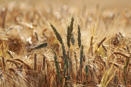 Cornfield spike landscape