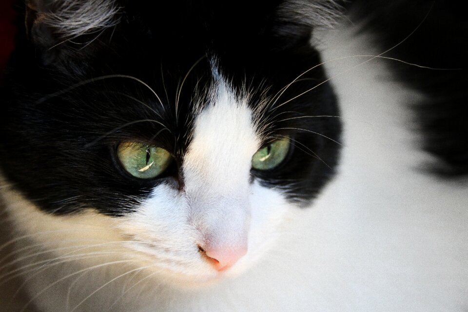 Pet domestic portrait