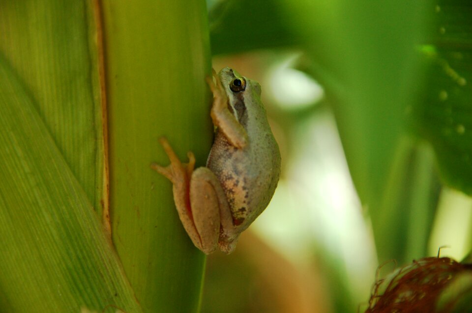 Biodiversity corn garden life