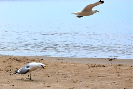 Bird seagull beach photo