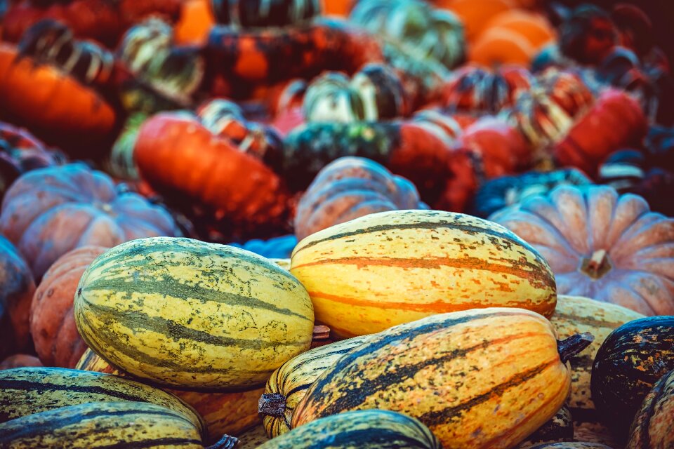 Autumn fruits vegetables food