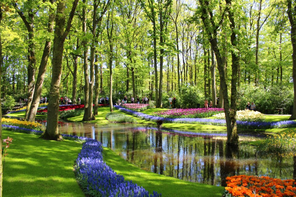 Keukenhof garden flower