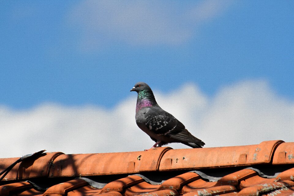 Nature standing roof