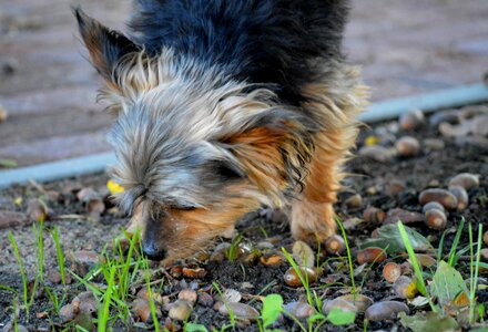 Walk acorns autumn photo