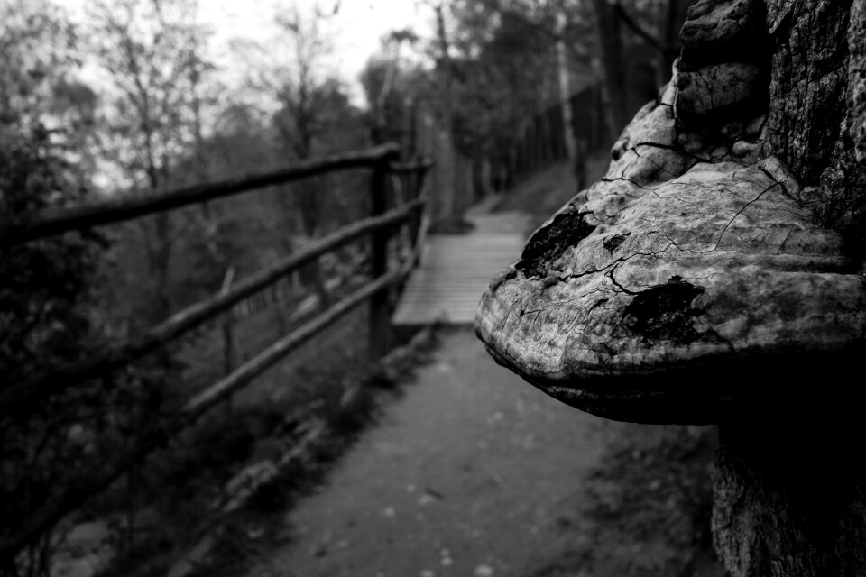 Tree woods path
