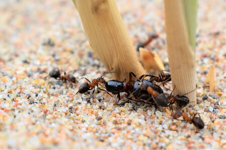The ant the catch eat