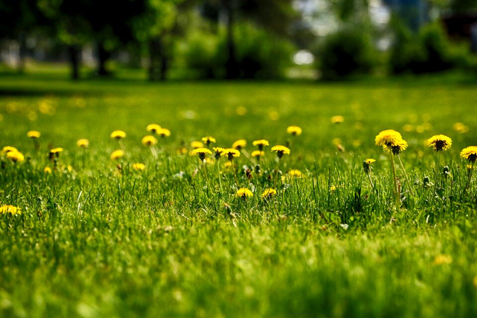 Nature meadow spring