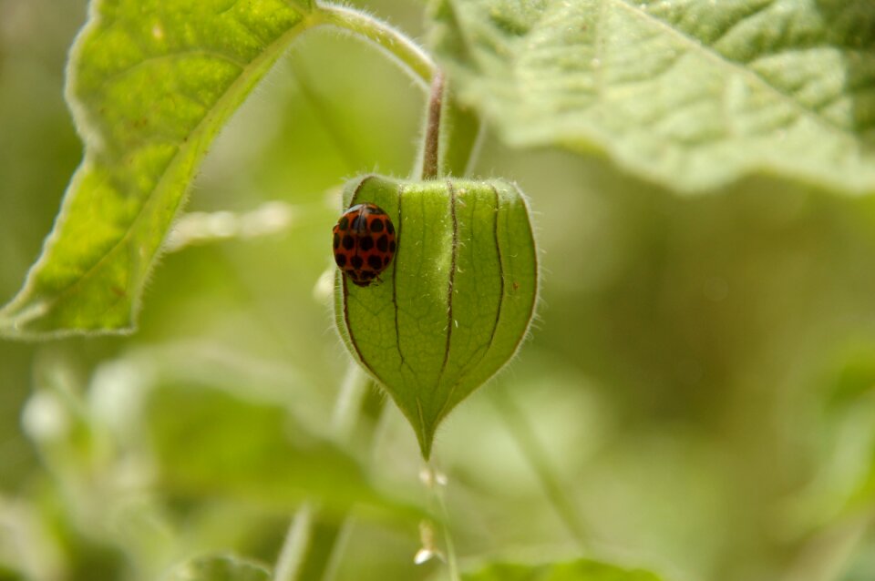 Nature ladybug leaf
