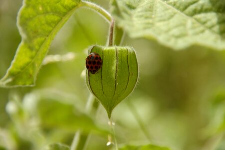Nature ladybug leaf photo