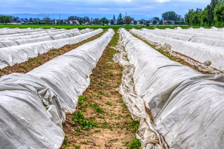 Acker plane nature vegetables