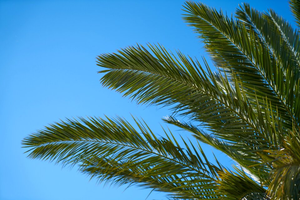 Nature tropical leaves