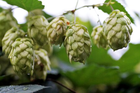 Cones flowers raw material