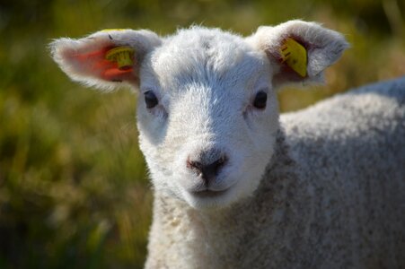 Lamb sheep Free photos