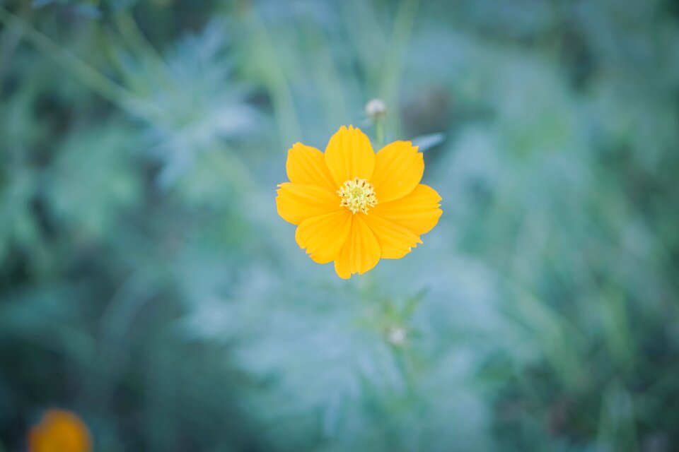 Nature close up flower