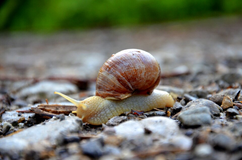 Shell mollusk reptile