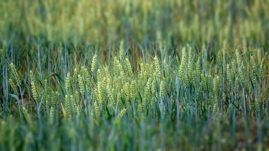 Wheat harvest nature