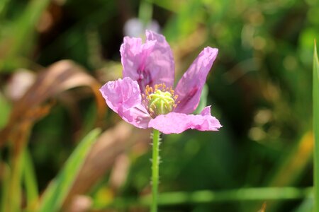 Macro nature garden