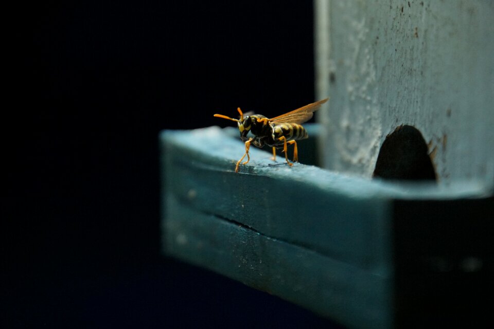 Hive 4k wallpaper black wallpaper