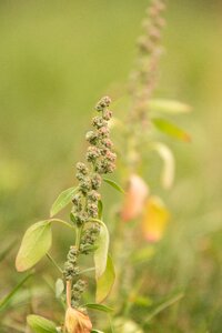 Flower bush green