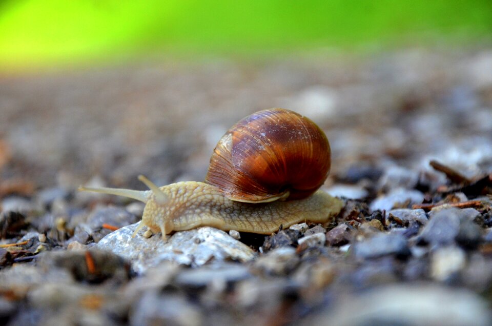 Snail mollusk shell