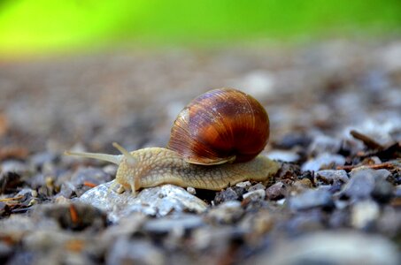 Snail mollusk shell