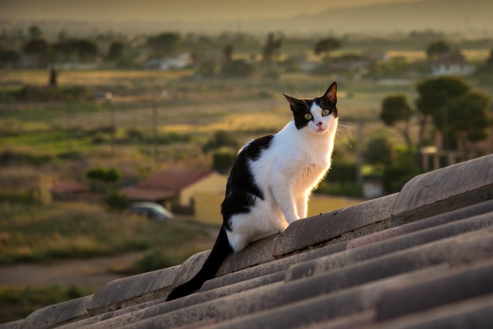 Cat feline Free photos