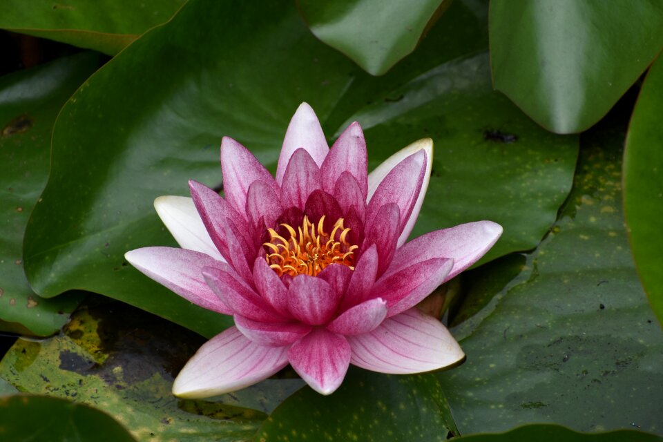 Natural water purple flowers
