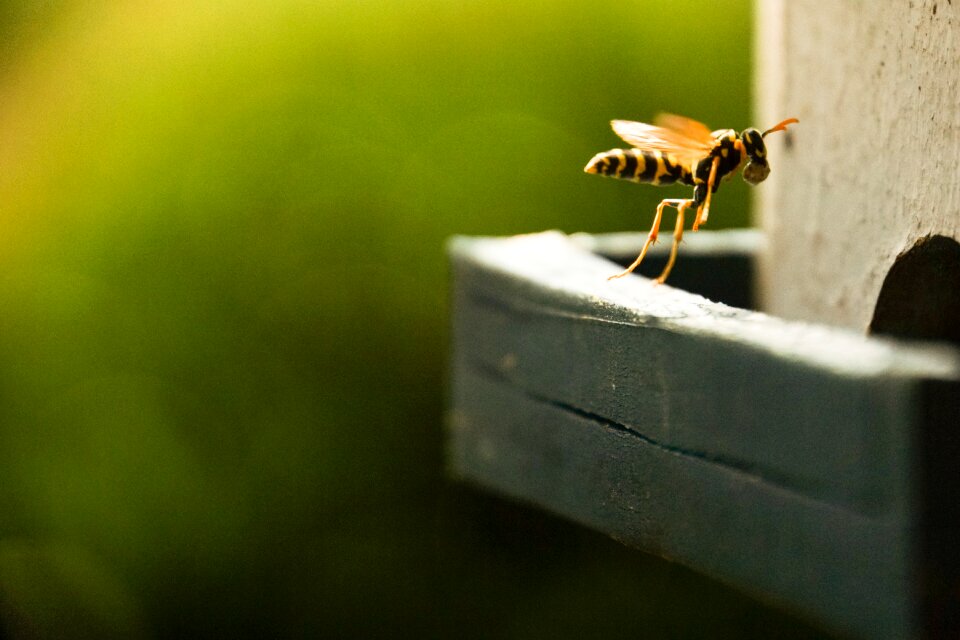 Macro prey approach