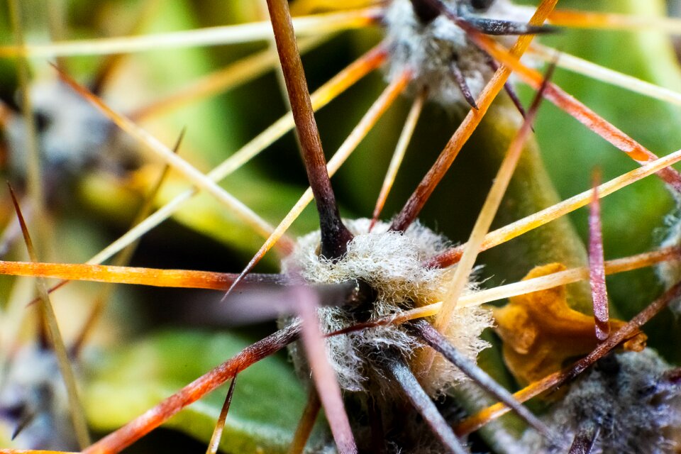 Macro close up pointed