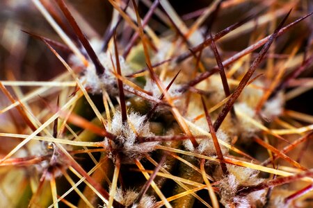 Macro close up pointed photo