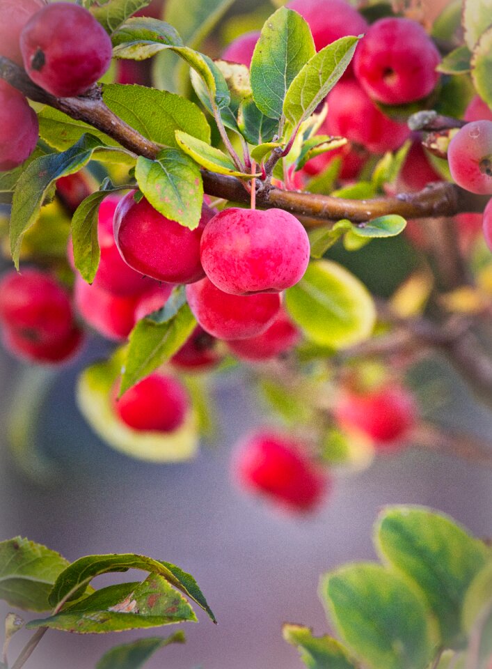 Red autumn branch