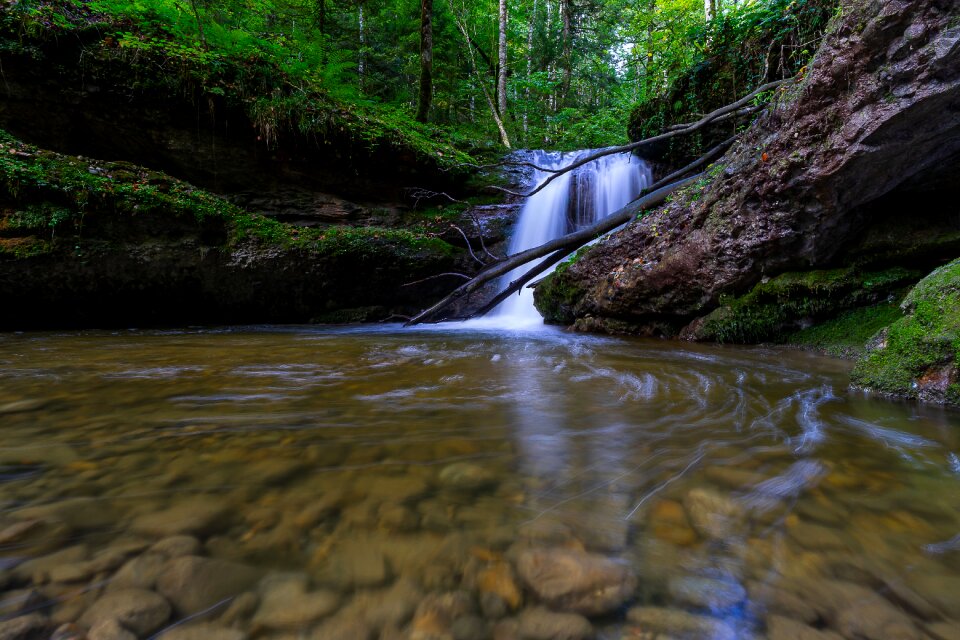 Forest idyllic scenic